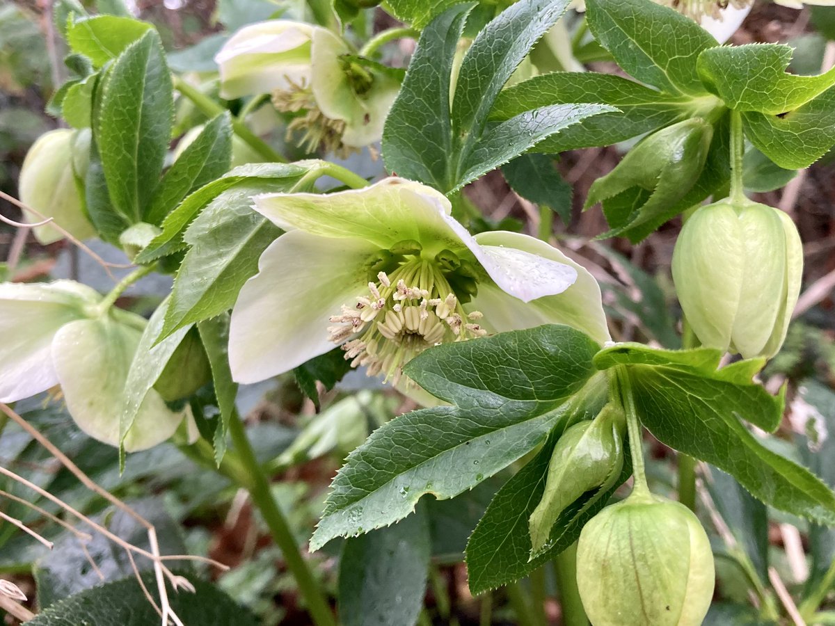 For #wildflowerhour this week I spotted Hellebores in a wet and windy Warfield