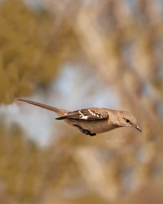 Mockingbird missile. 👀 #TwitterNatureCommunity #birdphotography https://t.co/mBpNwFvzNP<a href="/tag/twitternaturecommunity"class="tags">#TwitterNatureCommunity</a><a href="/tag/birdphotography"class="tags"><span>#birdphotography</span></a>