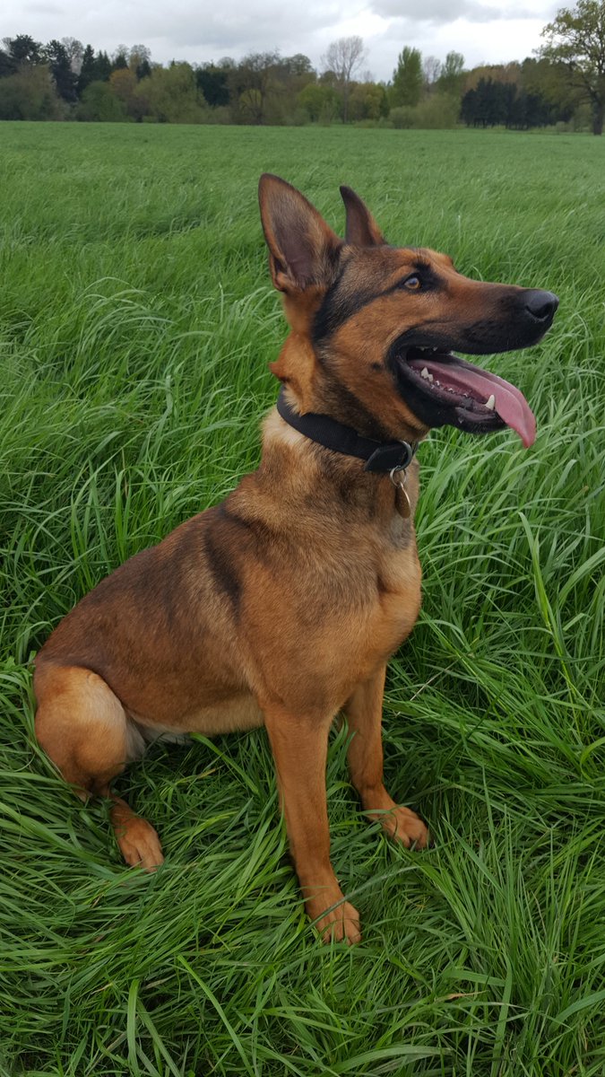 K999Cops's tweet photo. A male wanted for numerous offences by @NWorcsCops made off on a stolen pedal cycle in #Kidderminster today. After dumping the bike he ran straight into PD Gremlin &amp; handler. Male in custody &amp; stolen pedal cycle recovered  @KMinsterCops https://t.co/wjlbNyWq4K