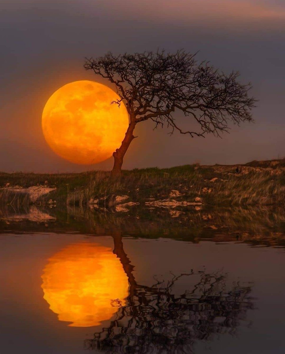 SitiosVirales's tweet photo. Pareciera que el árbol se hace un lado para dejarnos ver... https://t.co/3egtc9IcIw