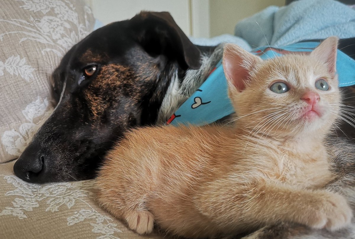 NaresckaCulqui's tweet photo. @cristinaq Feliz día del gato 🐱. Una fotito de Coco y su hermanita, Kai'Sa 💞 https://t.co/P7wsG1ta2U