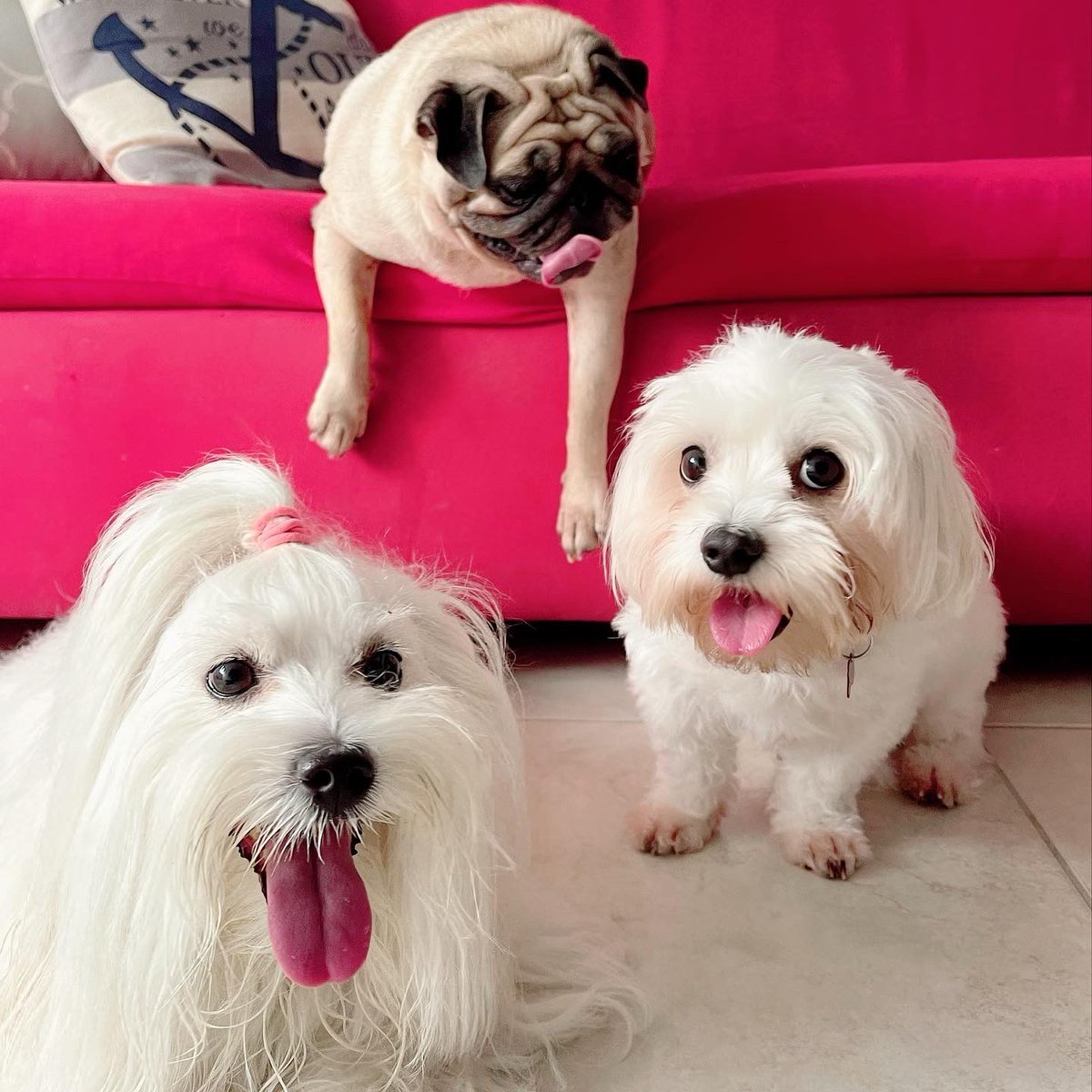 CuquithePug's tweet photo. @itsdougthepug #LoveYourPetDay https://t.co/xYJfN7yCa2