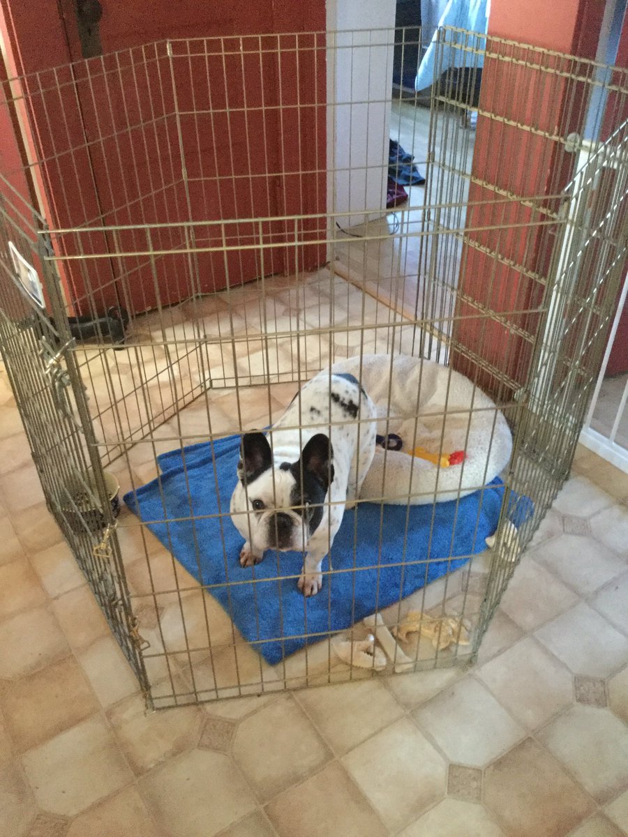 AskMisterRodney's tweet image. The peeps is being mean to me !! The doctor says I has a disk in my lower back that’s not good right now . So I has to be in my pen and can’t run around. I say I feels fine and don’t wants this . The peeps won’t listen to me , says we do this so I don’t gets back surgery 😕