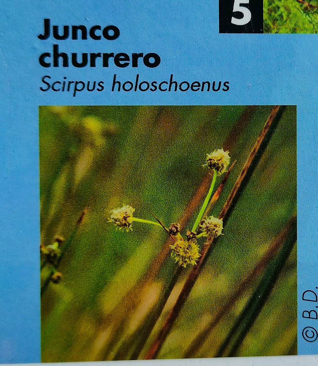 Hoy me he encontrado a <a href="/ChusoMMontero/">chingo mototruco 😎👍</a> por el campo. Nunca supe como se escribe