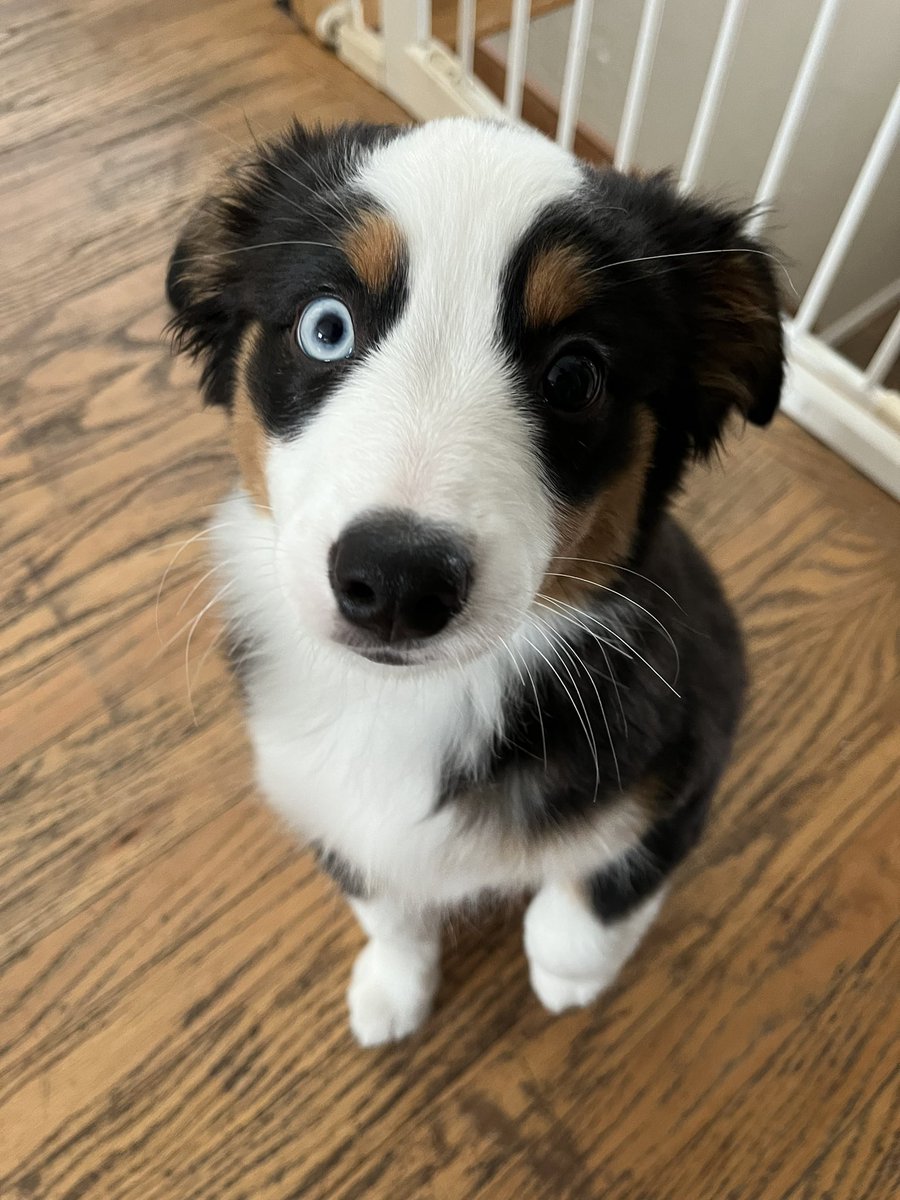 Luna’s Account Now!💖 (Angel Rex)🐶 tweet media