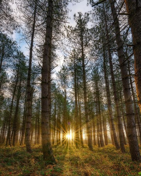 ForestryEngland's tweet photo. #ForestFeature of the week 📍 #FineshadeWood, Northamptonshire 

Fineshade Wood is a wildlife spotters woodland oasis, home to red kites, to adders and doormice. Most recently, the chequered skipper butterfly was successfully reintroduced to the woodland. 

📸: @toba_p_ https://t.co/JP2DmjrEdZ