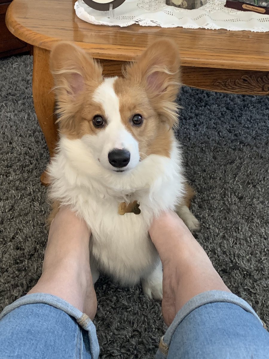 Puppy love 💕 #corgilove