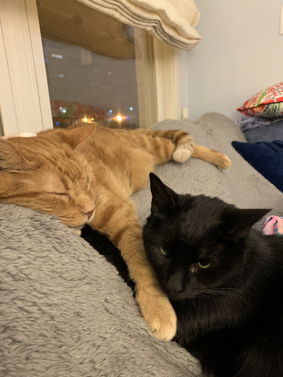 LordByronTheCat's tweet photo. Please do not wish me a “happy pet day!” I am a sophisticated, feline companion. I’m not a pet! Do I look like a dog to you? https://t.co/ur9pOWH6R9