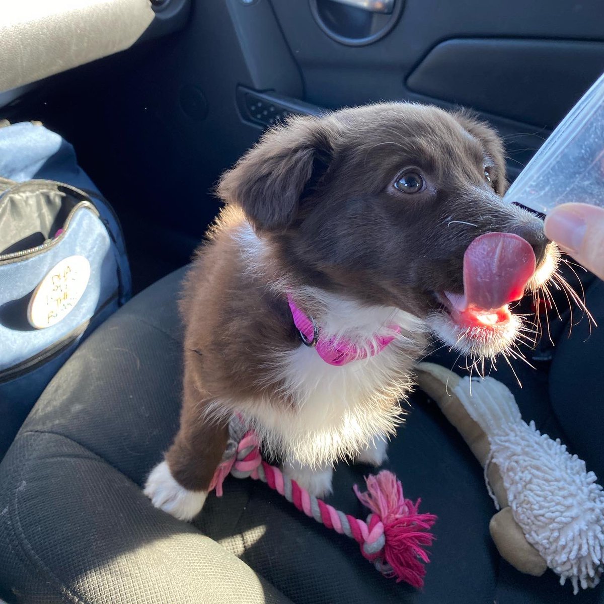 RyleeParrott3's tweet photo. Miss Reba loves her pup cups almost as much as her mom loves coffee ☕️ Sundays are for @Starbucks in this house! 🤩 https://t.co/XMW52H7uWB