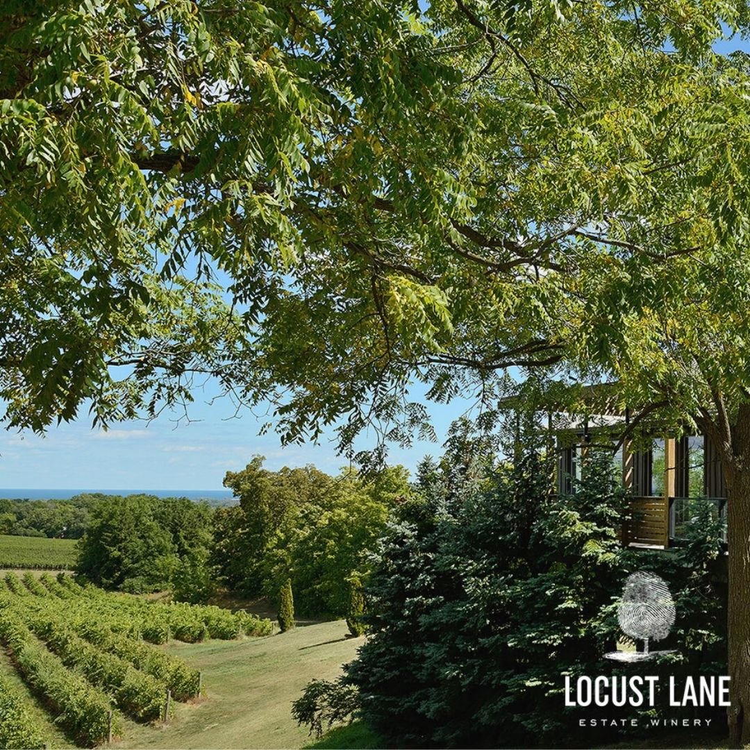 LocustLaneWines's tweet photo. Talk about a view! 🌳 🍇 At Locust Lane, we pride ourselves on our beautiful vineyards descending towards Lake Ontario and beyond to the busy big city of Toronto. Come visit to see for yourself! 

#LocustLane #OntarioWineries #Wine #Wineries #Local #VQA #SupportLocalBusinesses https://t.co/FkuJQPrTGJ