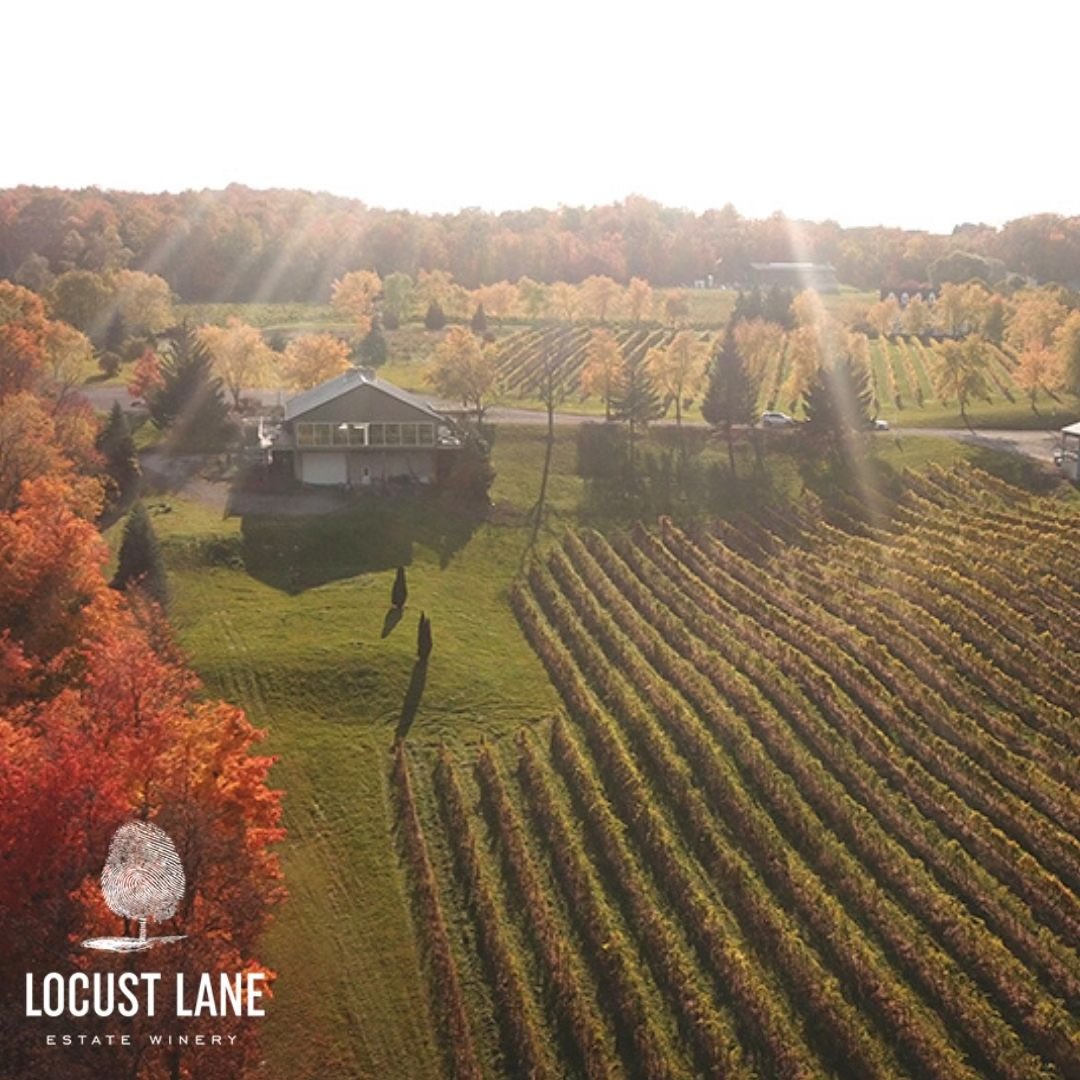 Talk about a view! 🌳 🍇 At Locust Lane, we pride ourselves on our beautiful vineyards descending towards Lake Ontario and beyond to the busy big city of Toronto. Come visit to see for yourself! 

#LocustLane #OntarioWineries #Wine #Wineries #Local #VQA #SupportLocalBusinesses