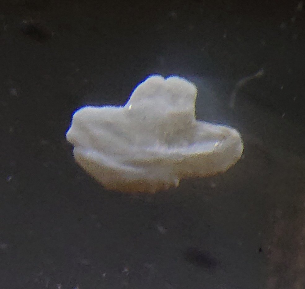 StensrudEivind's tweet photo. Out of 600+ otoliths, only three were classified as unidentified, including this boat ⛴️ (possibly a sprat). Can't wait to compare it with the #metabarcoding results of the #MiFish primers and #ScandiFish. 
Thanks for having me at #Framsenteret, @Havforskningen. https://t.co/kchfBytMZz
