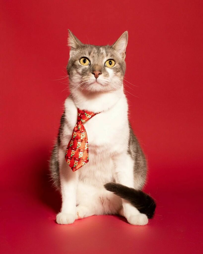 MiloBloguero's tweet photo. Les deseo un feliz día del gato, espero que no les falte #atuncito 🐟😺🐾
- HASHTAGS - #MiloBloguero
#Tripulacion #MiloCrew #TripulaciónDeMilo #Pirata #Pirate #Cat… https://t.co/mA1I8cKRxi https://t.co/TH0fjvO4Jc