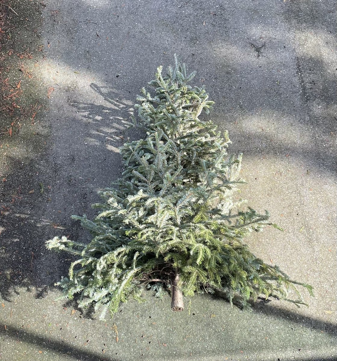 CaptScottty's tweet photo. Tree down!
It was a good run being all sorts of different trees but she just couldn’t make it to become a Family Day Tree or a Talk Like A Pirate Day Tree or a Dad’s Passed Out In The Tree Again Day Tree, maybe next year.
#BestChristmasTreeEver
#WouldItBeWeirdToTurnItIntoFirewood https://t.co/7I0dhU4T3K
