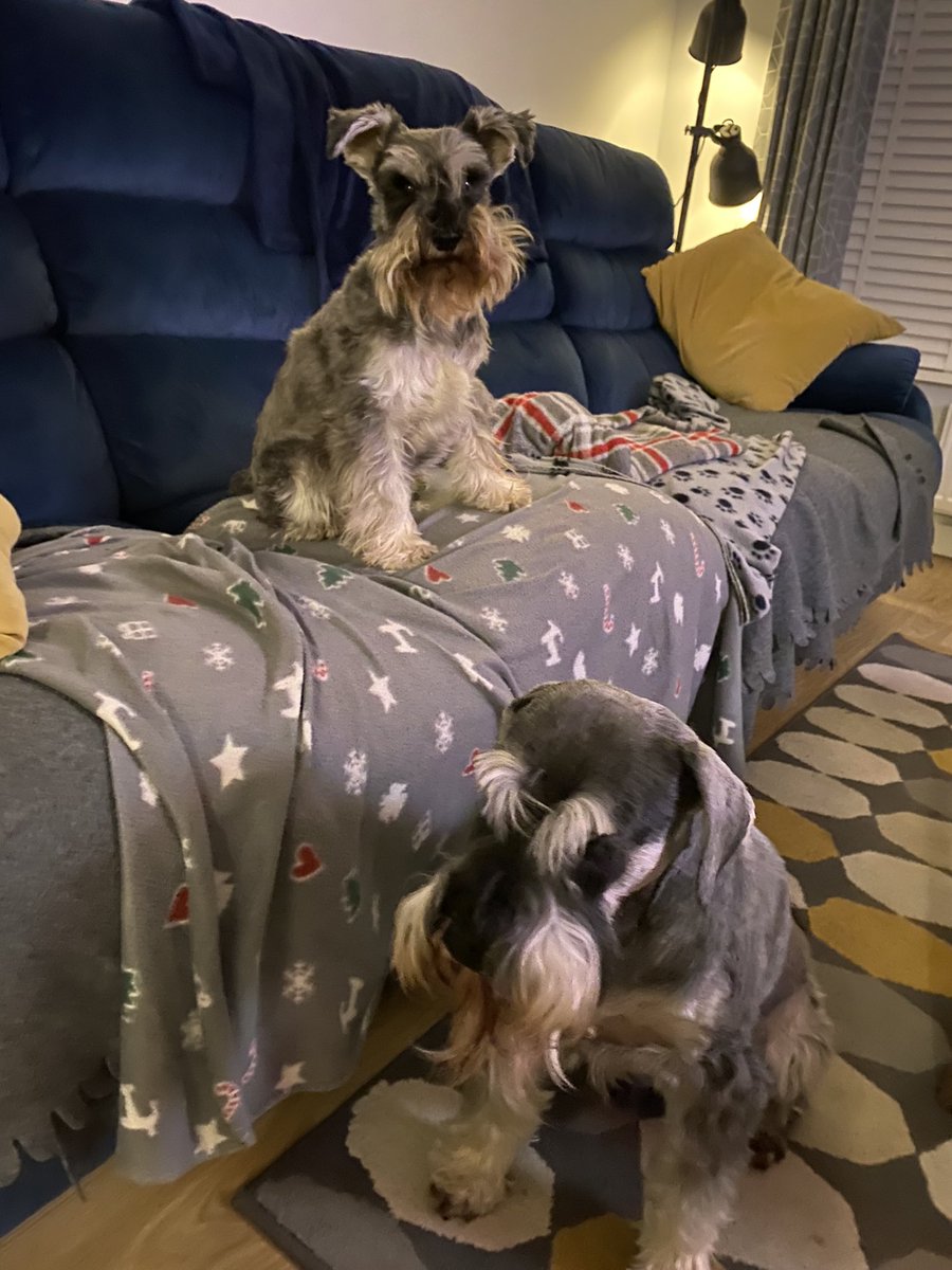 Love your pets day? Pets? They aren’t pets, they are family 😍