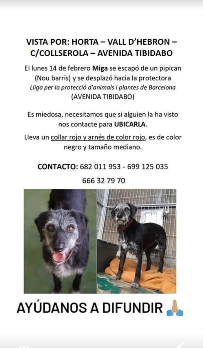 Miga, perduda 14/02 per Bou Barris (BCN). Vista per Horta/Vall d'Hebron/c/Collserola/Av. Tibidabo.
#XarxaBarcelonaPerduts