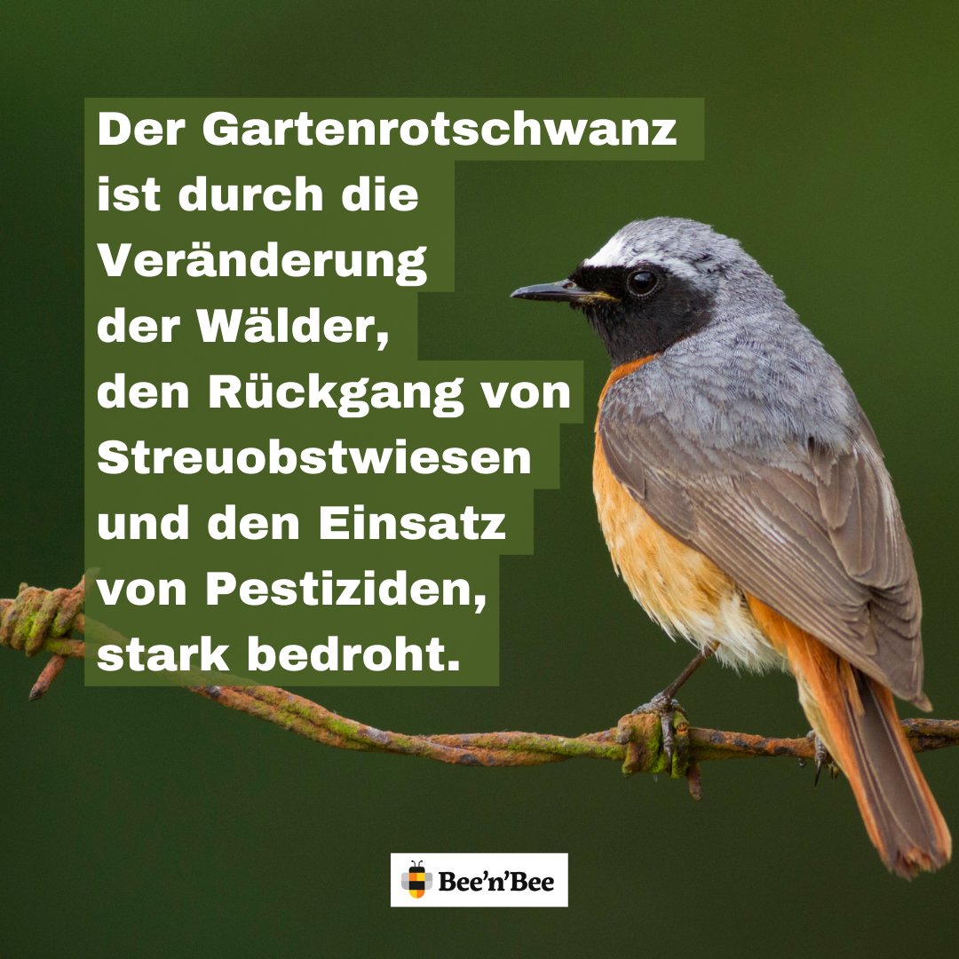 beenbee_ch's tweet photo. Mehr Vögel und Reptilien in unseren Rebbergen

🐝🌼🐝
https://t.co/j1eQSKNPCK

#beenbee #crowdfunding #support #biodiversität #biodiversitätschweiz #nachhaltigkeit #klimaschutz #klimachange #naturschutz #artenvielfalt #schweiz https://t.co/0drff4OWhr