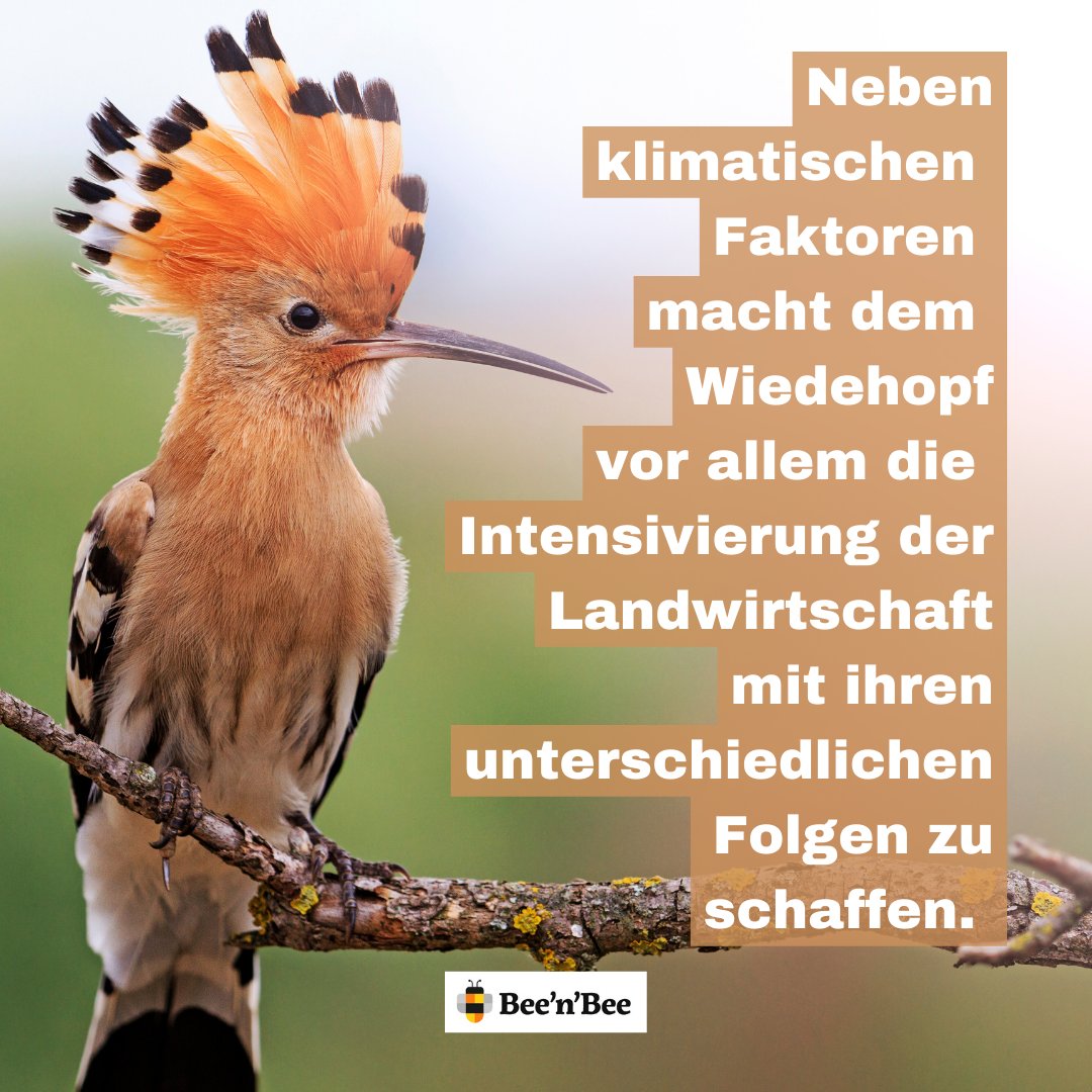 beenbee_ch's tweet photo. Mehr Vögel und Reptilien in unseren Rebbergen

🐝🌼🐝
https://t.co/j1eQSKNPCK

#beenbee #crowdfunding #support #biodiversität #biodiversitätschweiz #nachhaltigkeit #klimaschutz #klimachange #naturschutz #artenvielfalt #schweiz https://t.co/0drff4OWhr
