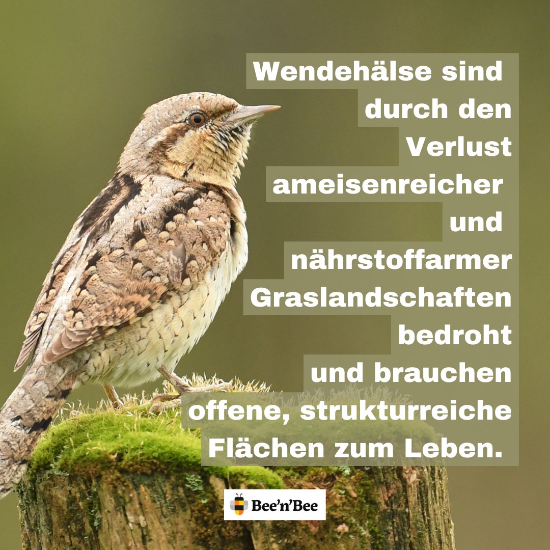 beenbee_ch's tweet photo. Mehr Vögel und Reptilien in unseren Rebbergen

🐝🌼🐝
https://t.co/j1eQSKNPCK

#beenbee #crowdfunding #support #biodiversität #biodiversitätschweiz #nachhaltigkeit #klimaschutz #klimachange #naturschutz #artenvielfalt #schweiz https://t.co/0drff4OWhr