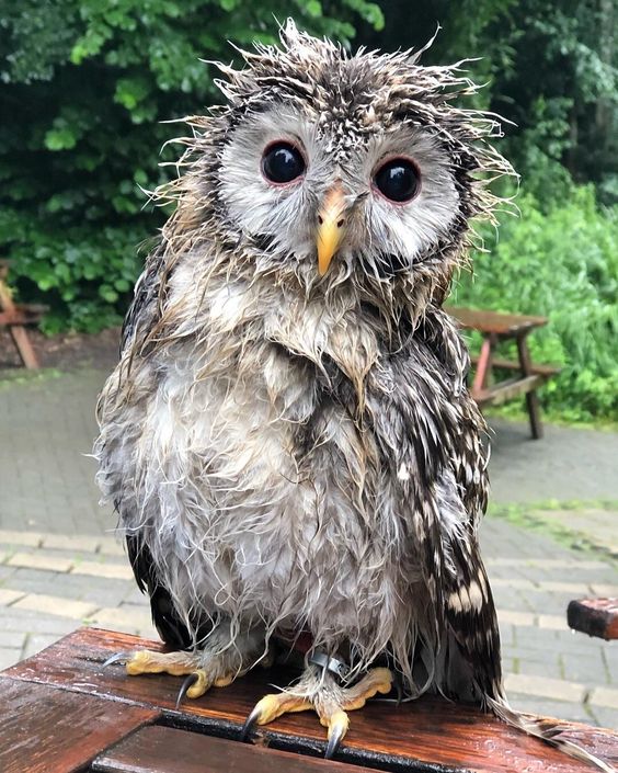 KatanaHugo's tweet photo. I just got out of my shower but I'm here!
#photos #photography #birds #owls #shower https://t.co/JAchJX4KPk