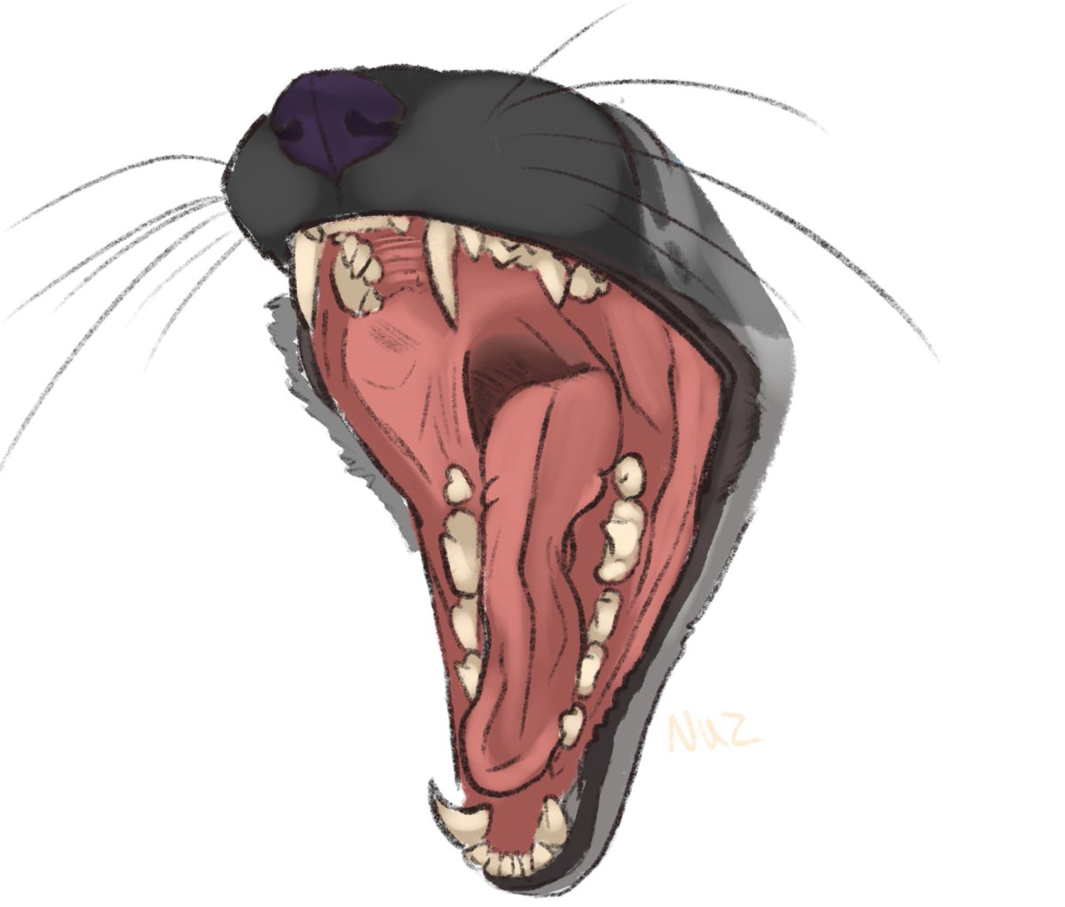 Corey Hushtail tweet media