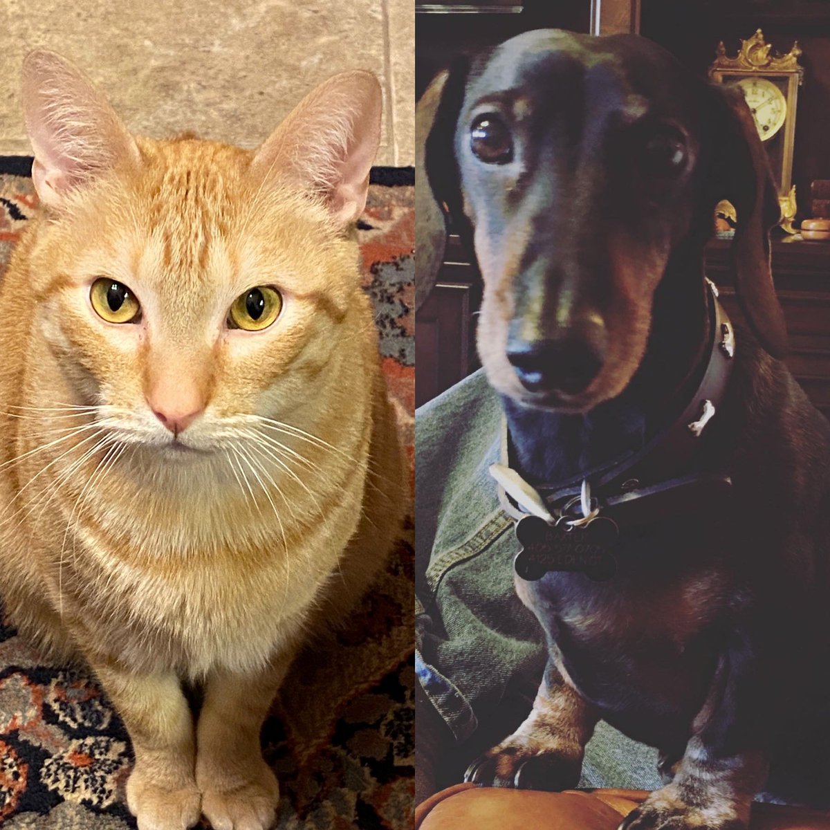 LilOkie76's tweet photo. #LoveYourPetDay is a bit different this year w/ #MelvinKitty gone & #ThomasKitty becoming part of the family. Tom is fitting in here nicely & #BaxterBoo is on the mend from another back surgery. Hoping for many more years of love & good health w/ our boys! 😍🐱🐶 #PetsOfTwitter https://t.co/eUxbu5Io80