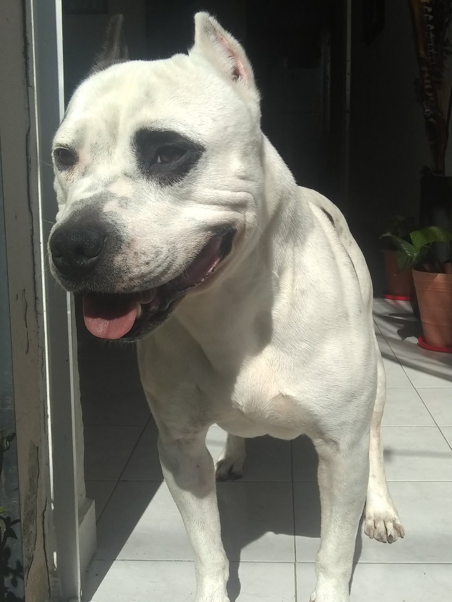 galilea_manzo's tweet photo. #UnAmigoLeal Es mi hermoso perro que pese a buenas y malas siempre nos acompaña a mi familia y a mí. https://t.co/zXqg7sIm4E