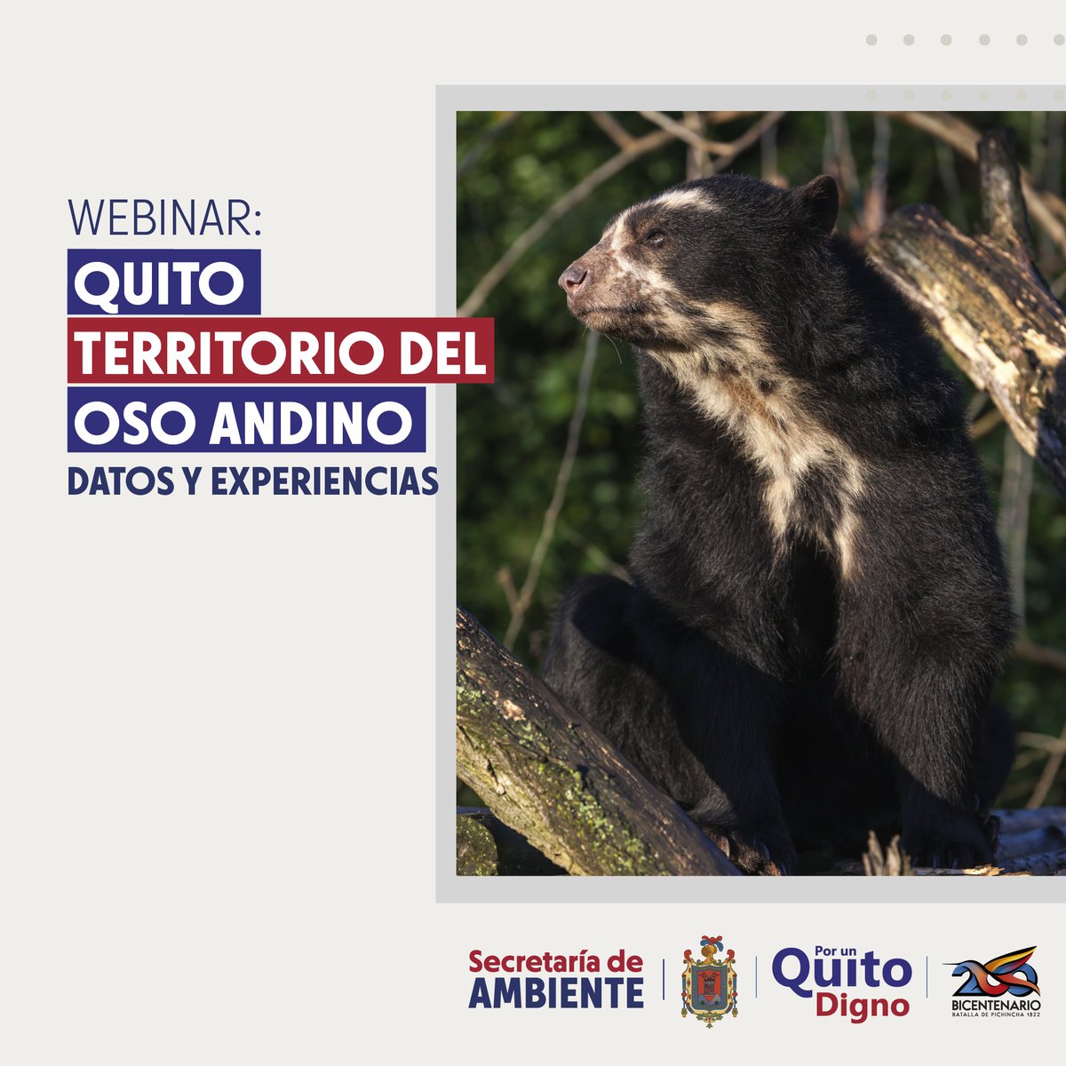 ambientequito's tweet photo. Te invitamos a conocer más acerca del oso andino 🐻 del Distrito Metropolitano de Quito y los esfuerzos interinstitucionales para proteger su hábitat 🌳.

📅 Lunes, 21 de febrero
🔗 Conéctate a las ⏰ 15h00
➡https://t.co/ZRKk8gpfhq

#QuitoParaVivir https://t.co/1f3xkKekVX