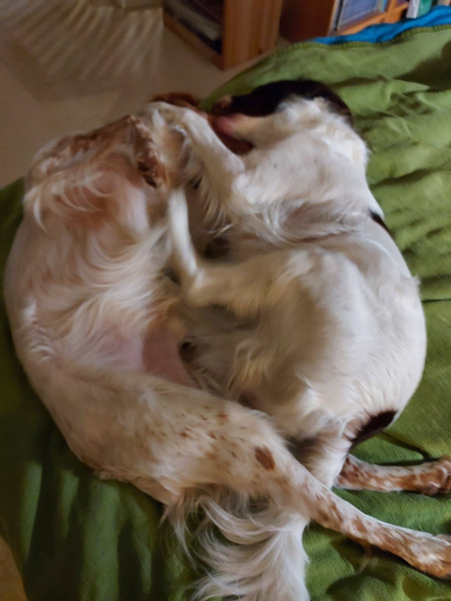 SpurundPfote's tweet photo. Echte Männerliebe 😍

#spurundpfote #twitterrudel #Hundetraining #Osnabrück https://t.co/lMg9eO0dJG