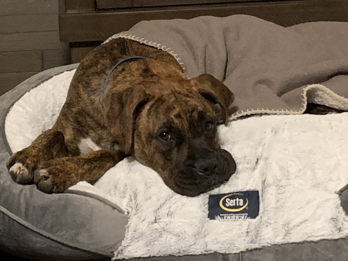 Eric Vogel tweet media