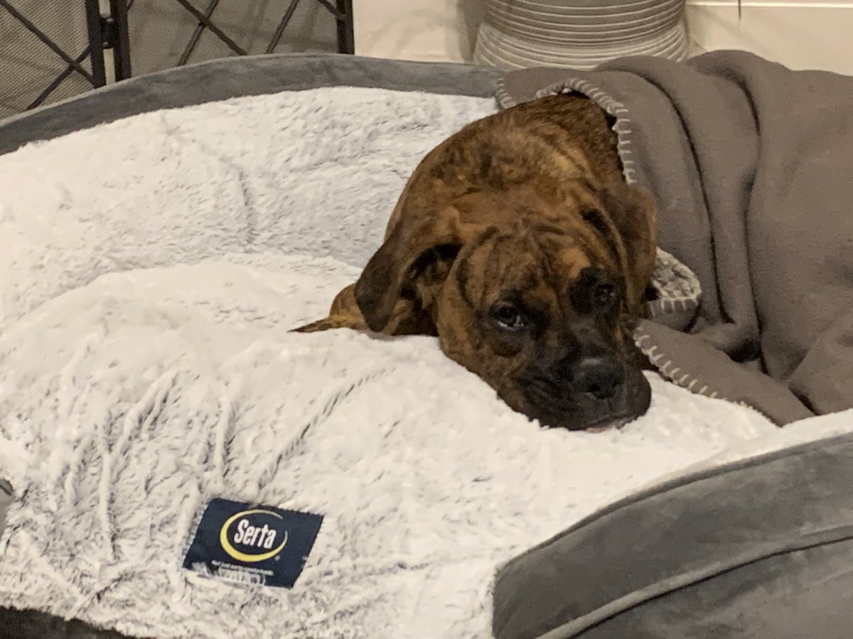 Eric Vogel tweet media