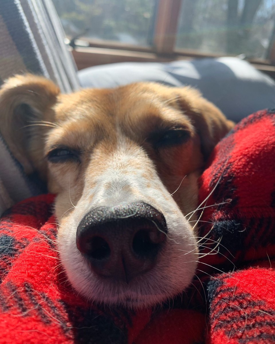 PrudenceBeagle's tweet photo. Is dis why dey call it sun day? #snoozefest

#beaglesoftwitter #beagle #beagles #beaglelife #DogsofTwittter #dogs #dog #DogLife #sleepypup https://t.co/sEN8NTU56T