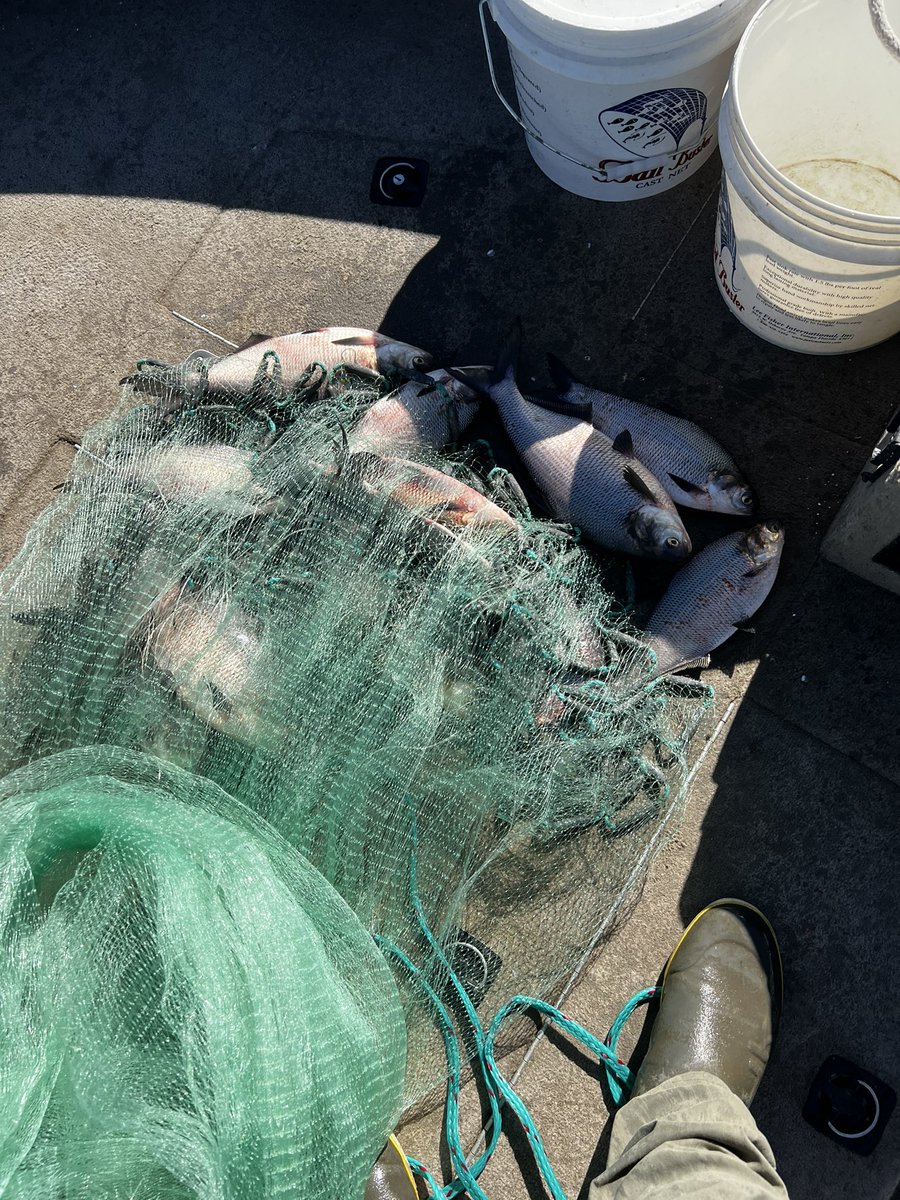 BMcPherren's tweet photo. Easy bait to start the day. Let’s see if some blues are hungry. https://t.co/iePxJFAZtJ