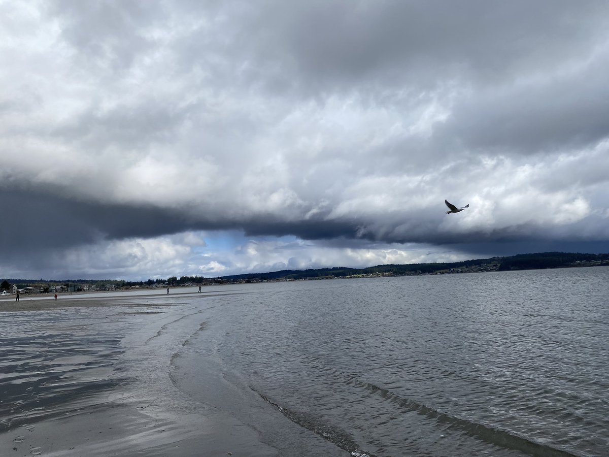 MysticCindi's tweet photo. Took a quick walk on the beach today. #doublebluff #whidbey https://t.co/yKtWcfaoyH