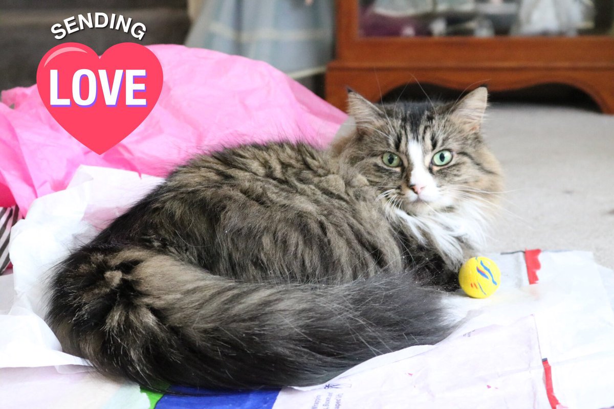 LittleMaineCoon's tweet photo. @HoudiniMeow I’m purring for you, Houdini, that all goes well in your surgery! #BraveKitty https://t.co/t3pz1SS067