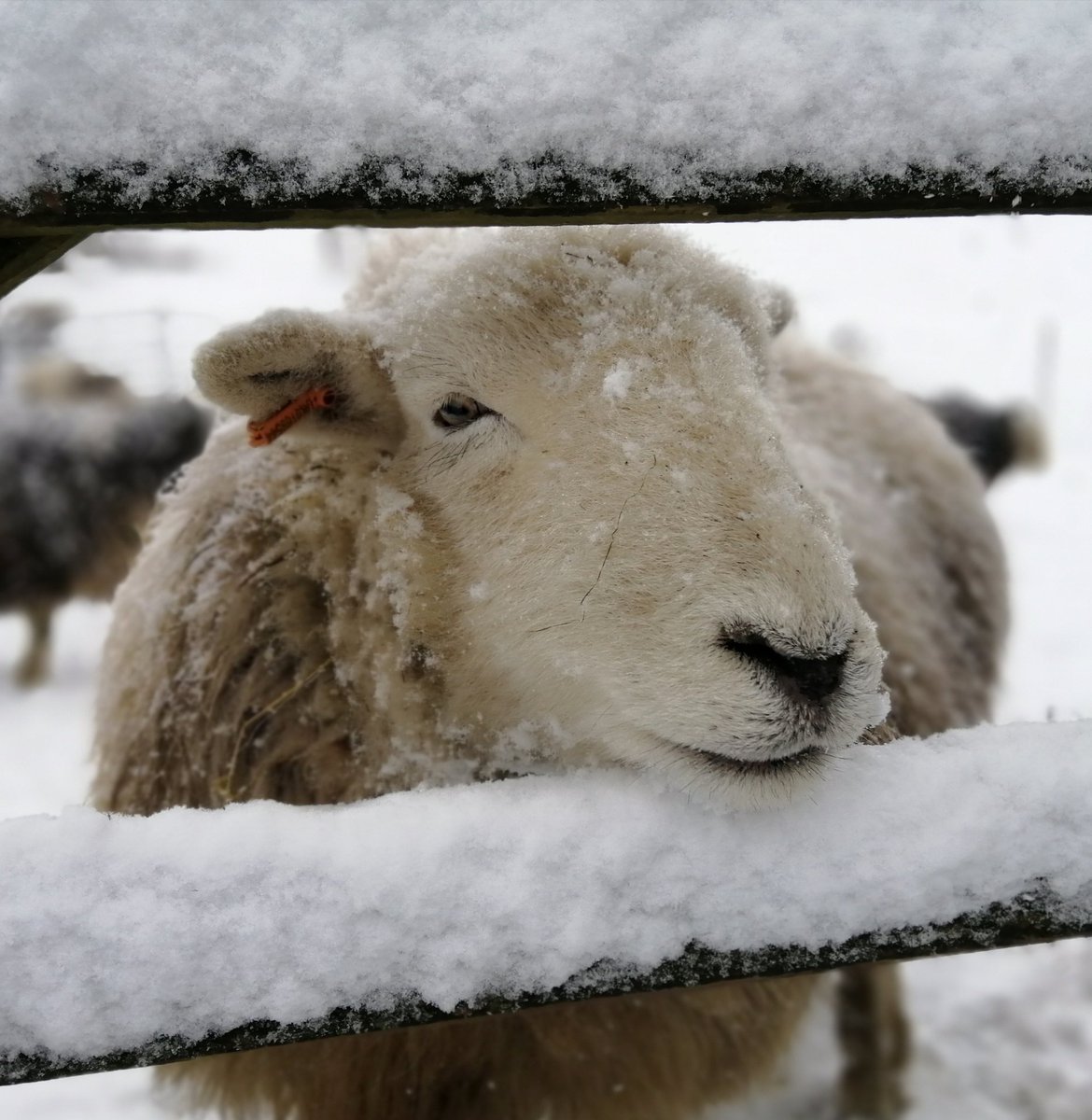highfieldsherdy's tweet photo. Always time to capture special moments amongst the chaos. #droopsy #hillfarm #herdwicks #snow #stormeunice https://t.co/SA2te2jxa8