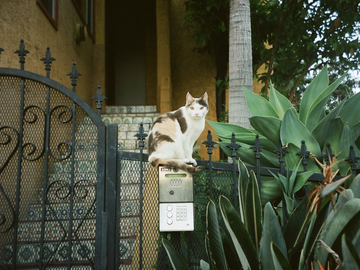 chartakespicss's tweet photo. Feline good https://t.co/uStw4LLBbW