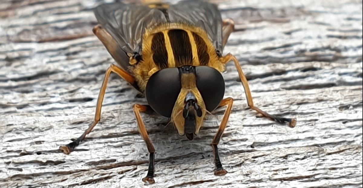 saskiacscheer's tweet photo. De kleur van vandaag #amber
#kleurindenatuur 
Veel #insecten met deze kleur.
Wat maakt de natuur toch wonderschone details 😍 https://t.co/noj53DnAWn