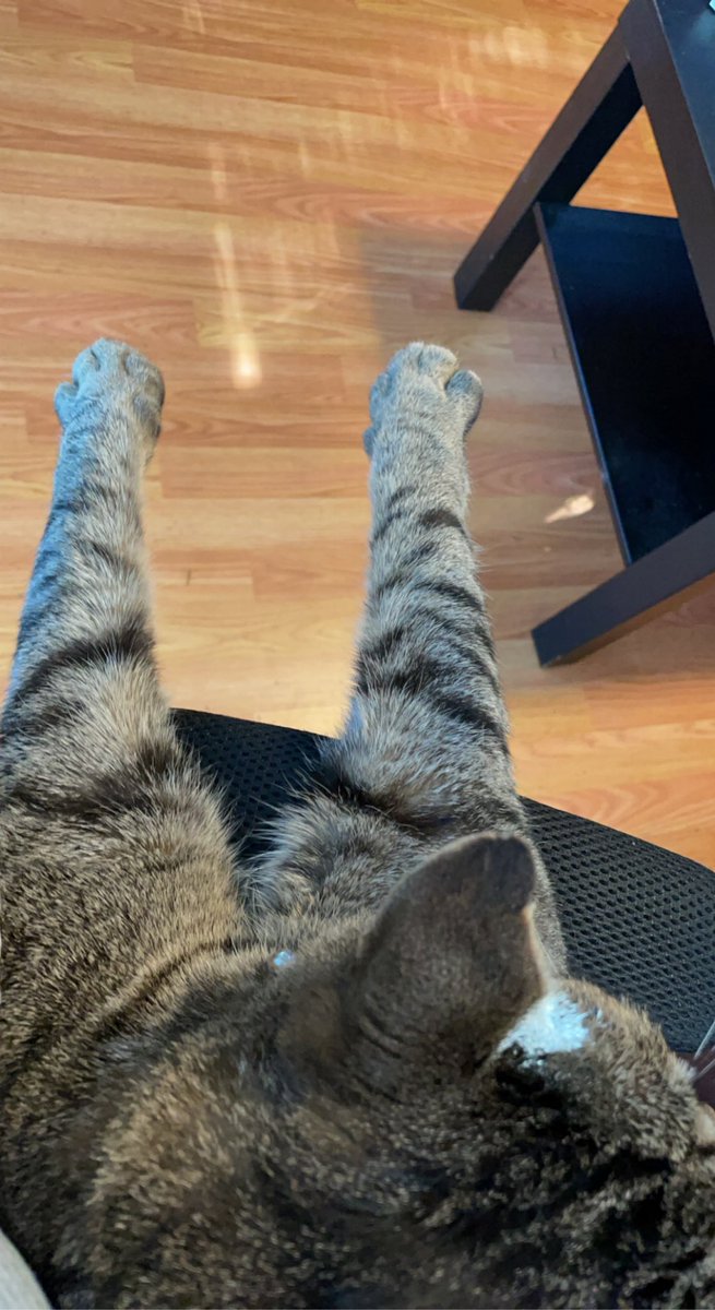 beckyblaze_xo's tweet photo. Stretch your paws out 🐾 Hope you’re as relaxed as he is 😊 Happy Sunday, friends https://t.co/Bo1vuz5DEO