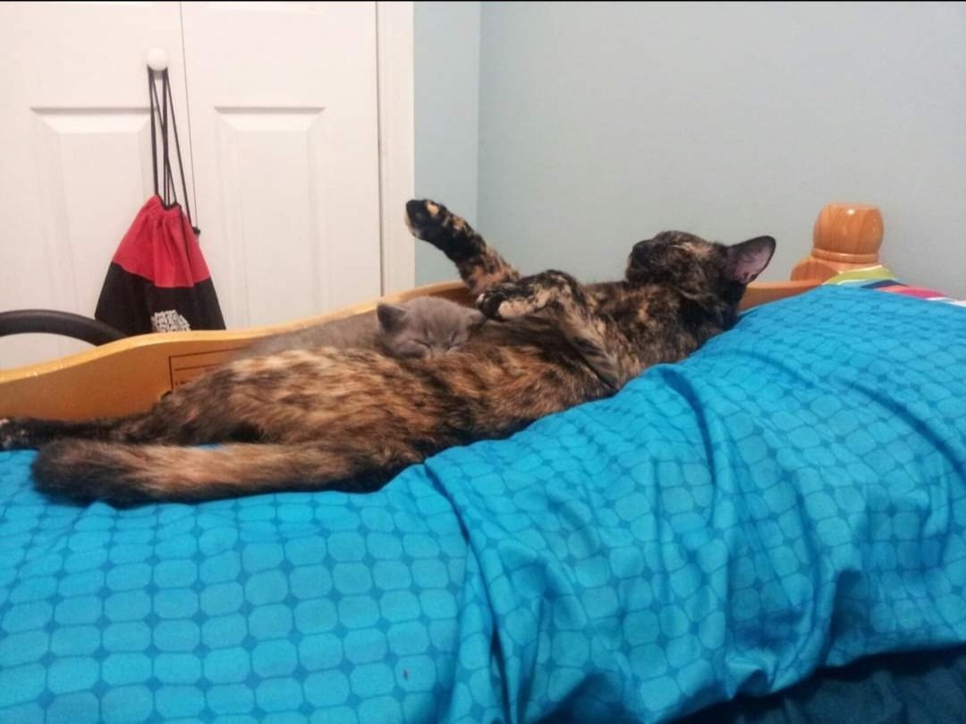 RC2360's tweet photo. This is Wasabi. She passed away today. She was almost 15 years old. For many years, she was a nice part of my life and had many kittens along the way. It hurts that she's gone but she's not suffering anymore. RIP wasabi. You will always be with me in my heart. https://t.co/QnV4y2mfaU