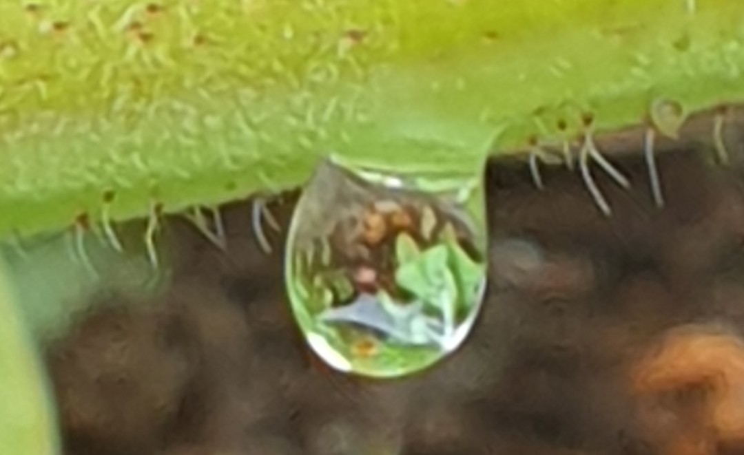 saskiacscheer's tweet photo. Het alternatief vandaag is #druppels 💦
#kleurindenatuur 
Na een regenbuitje is de natuur nog mooier ❤🧡💛💚💙💜🤎 https://t.co/RNDCM4spgs