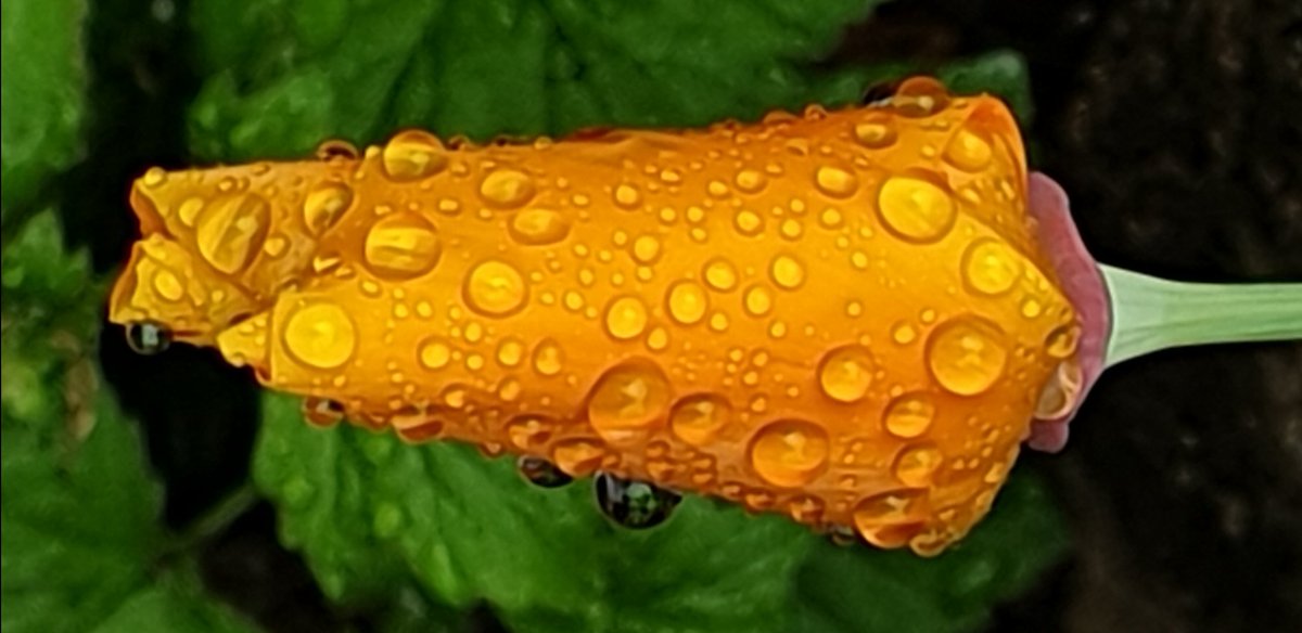 saskiacscheer's tweet photo. Het alternatief vandaag is #druppels 💦
#kleurindenatuur 
Na een regenbuitje is de natuur nog mooier ❤🧡💛💚💙💜🤎 https://t.co/RNDCM4spgs