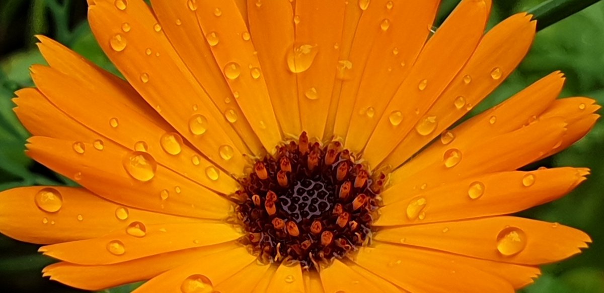 saskiacscheer's tweet photo. Het alternatief vandaag is #druppels 💦
#kleurindenatuur 
Na een regenbuitje is de natuur nog mooier ❤🧡💛💚💙💜🤎 https://t.co/RNDCM4spgs