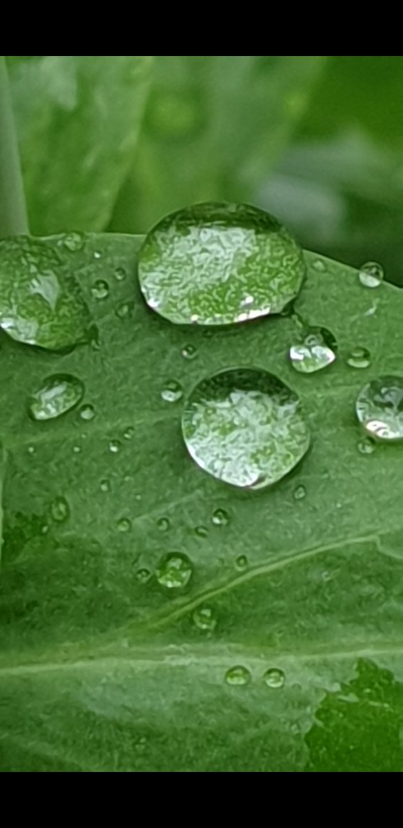 saskiacscheer's tweet photo. Het alternatief vandaag is #druppels 💦
#kleurindenatuur 
Na een regenbuitje is de natuur nog mooier ❤🧡💛💚💙💜🤎 https://t.co/RNDCM4spgs