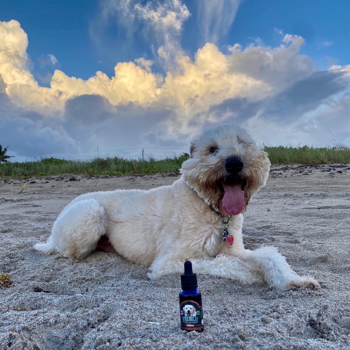 DirectCbd's tweet photo. Ok ok ok - so we carry @bluemoonhemp CBD for humans also, but couldn't resist sharing all these pet pics 🐶 https://t.co/33BZaqRlkB