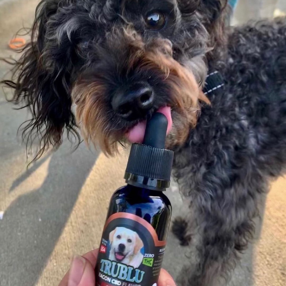 DirectCbd's tweet photo. Ok ok ok - so we carry @bluemoonhemp CBD for humans also, but couldn't resist sharing all these pet pics 🐶 https://t.co/33BZaqRlkB