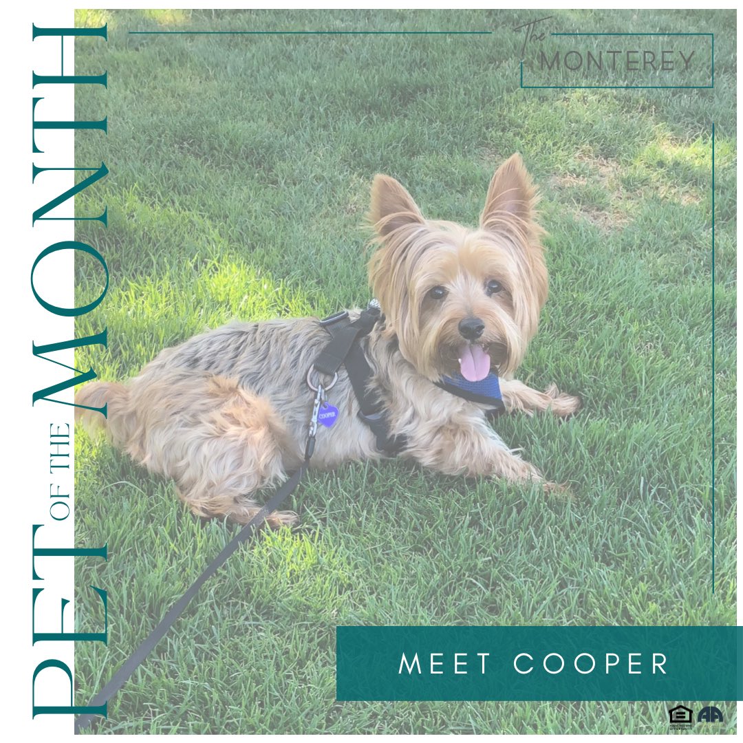 MontereyApt's tweet photo. 💕🐾 Meet our 𝙿𝚎𝚝 𝚘𝚏 𝚝𝚑𝚎 𝙼𝚘𝚗𝚝𝚑 for February, C O O P E R 🐾💕

#montereyapartments #alangelo #alangeloco https://t.co/tJb9soJMTj