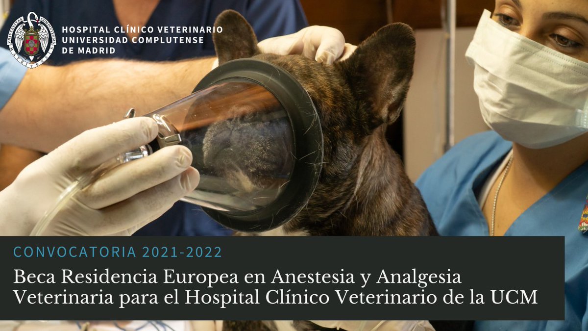 HCVeterinarioUCM tweet media