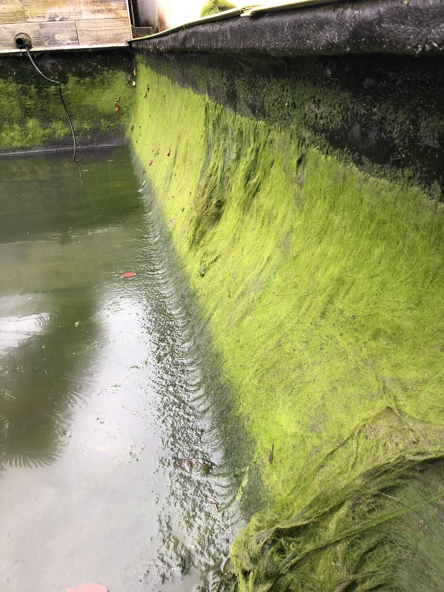 aquariaquacare's tweet photo. Another day at the office ☺️😊 just a quick before and after pond.
The work was not actually at this point… ☺️😊 🥰love my job🥰 #lovemyjob #CleanUp #pondcleanup #PondLife #Koi #Koipond https://t.co/otAepHychn