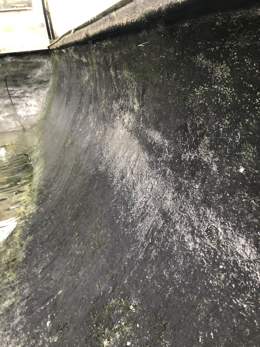 aquariaquacare's tweet photo. Another day at the office ☺️😊 just a quick before and after pond.
The work was not actually at this point… ☺️😊 🥰love my job🥰 #lovemyjob #CleanUp #pondcleanup #PondLife #Koi #Koipond https://t.co/otAepHychn